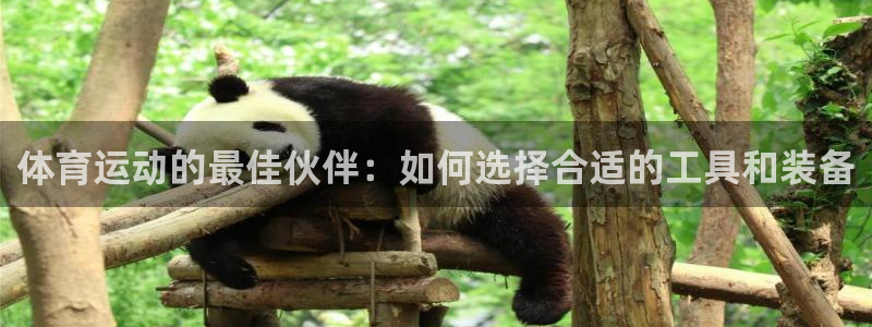 体育运动的最佳伙伴：如何选择合适的工具和装备